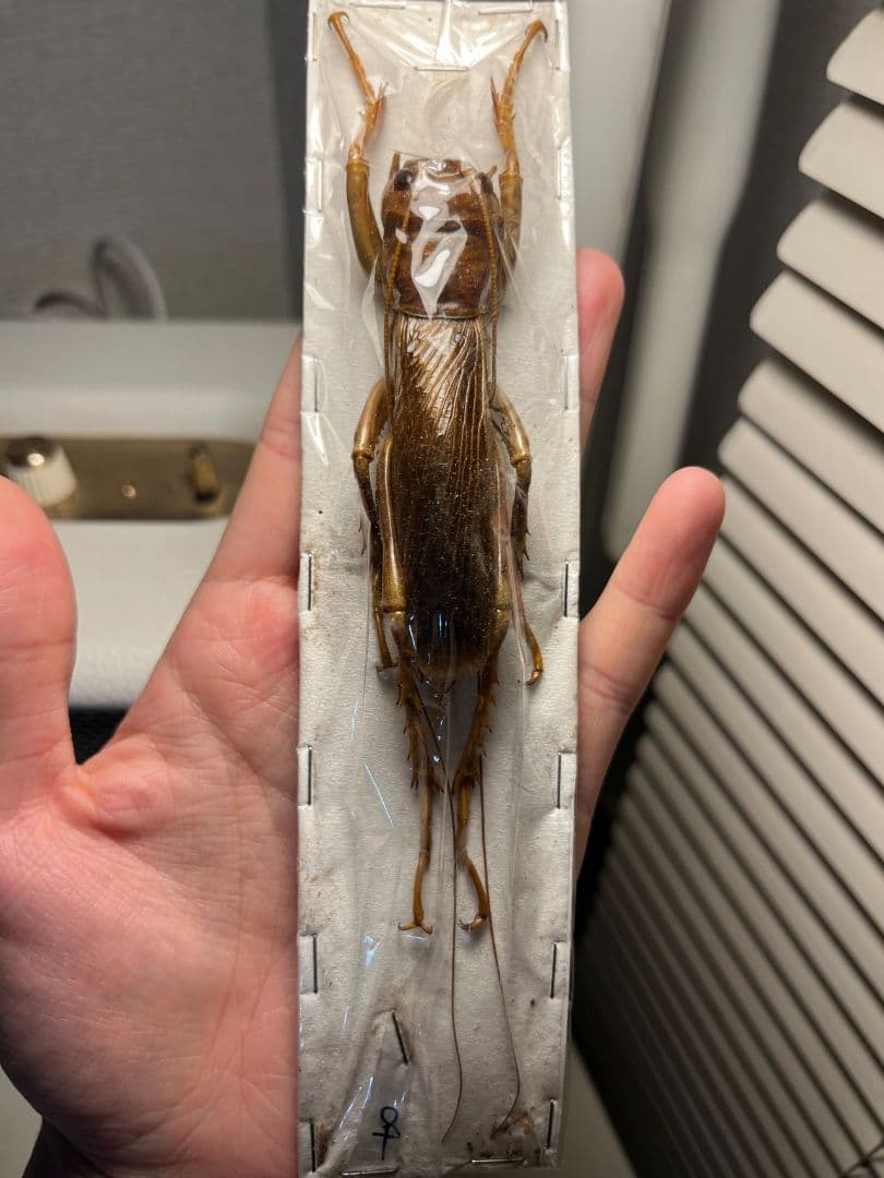 【82mm♀】リオック Sia ferox コロギス昆虫標本デュビアタランチュラ