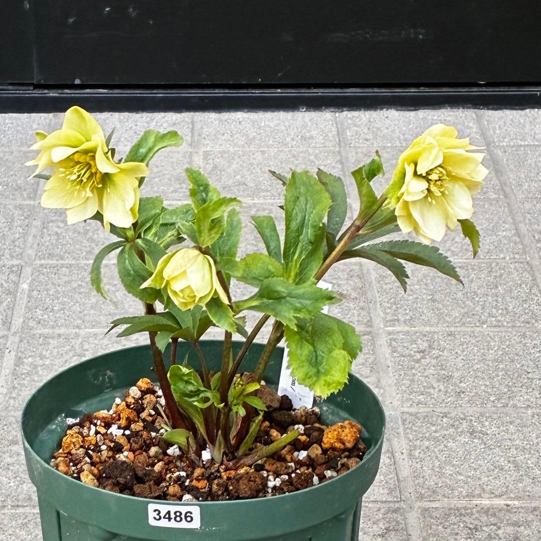 ま*️様 3486☘️蕾花タグ付き☘️⭐️マイクロヒデコート⭐️小輪⭐️コンパク