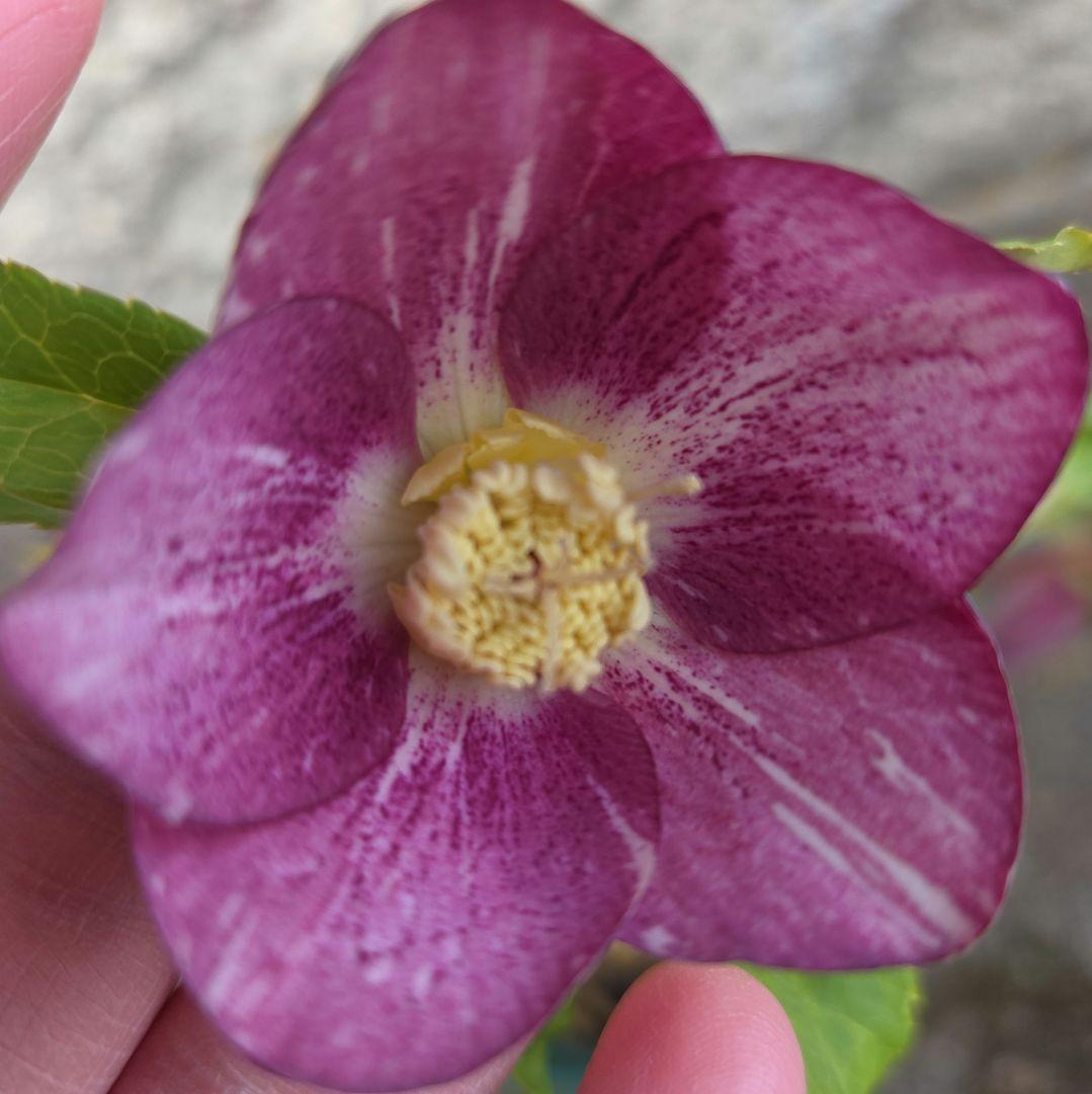 クリスマスローズ　絞り認定　鉄人06