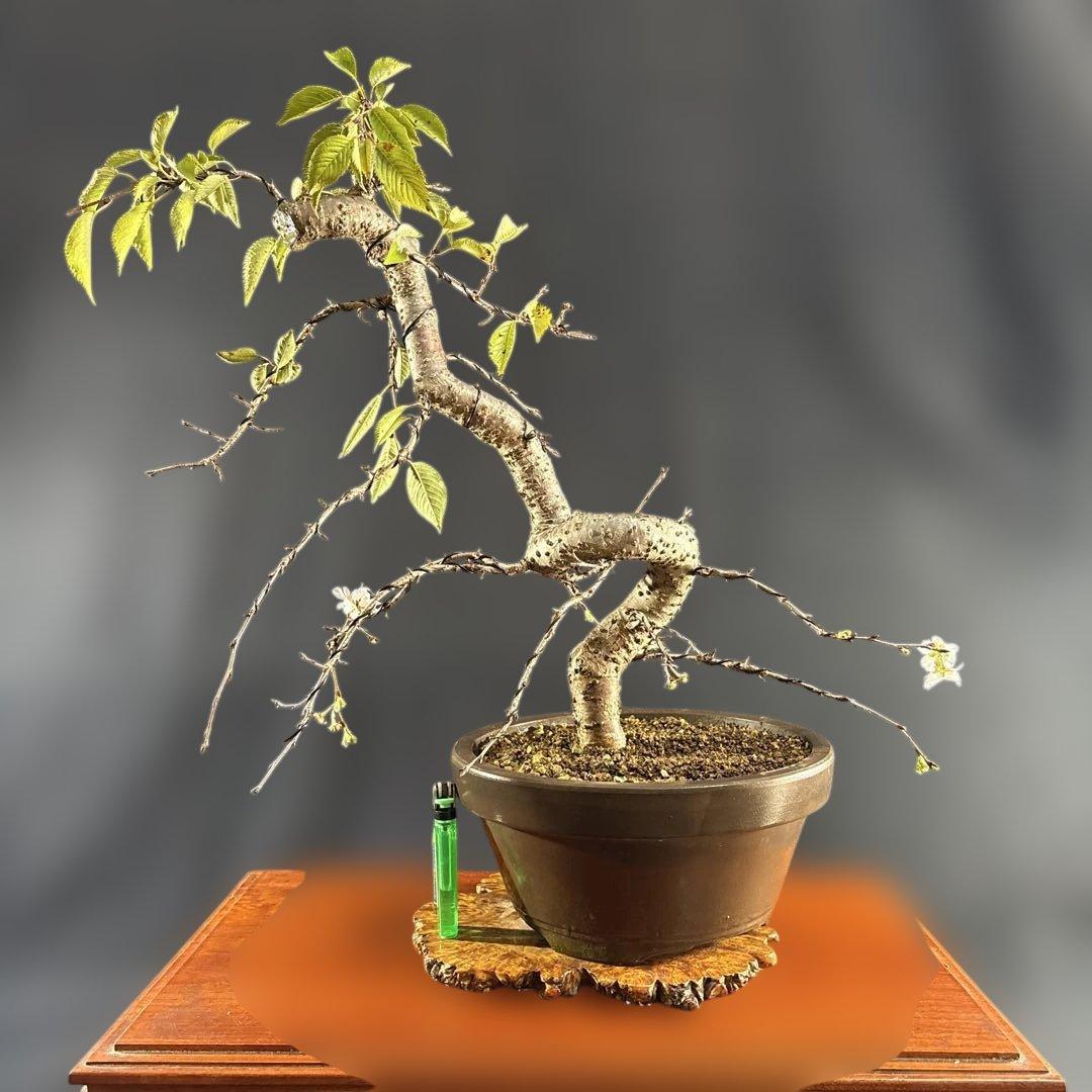 中品盆栽、十月桜、斜幹模様木、花、花芽付き やや傷や汚れあり　ノリ典　