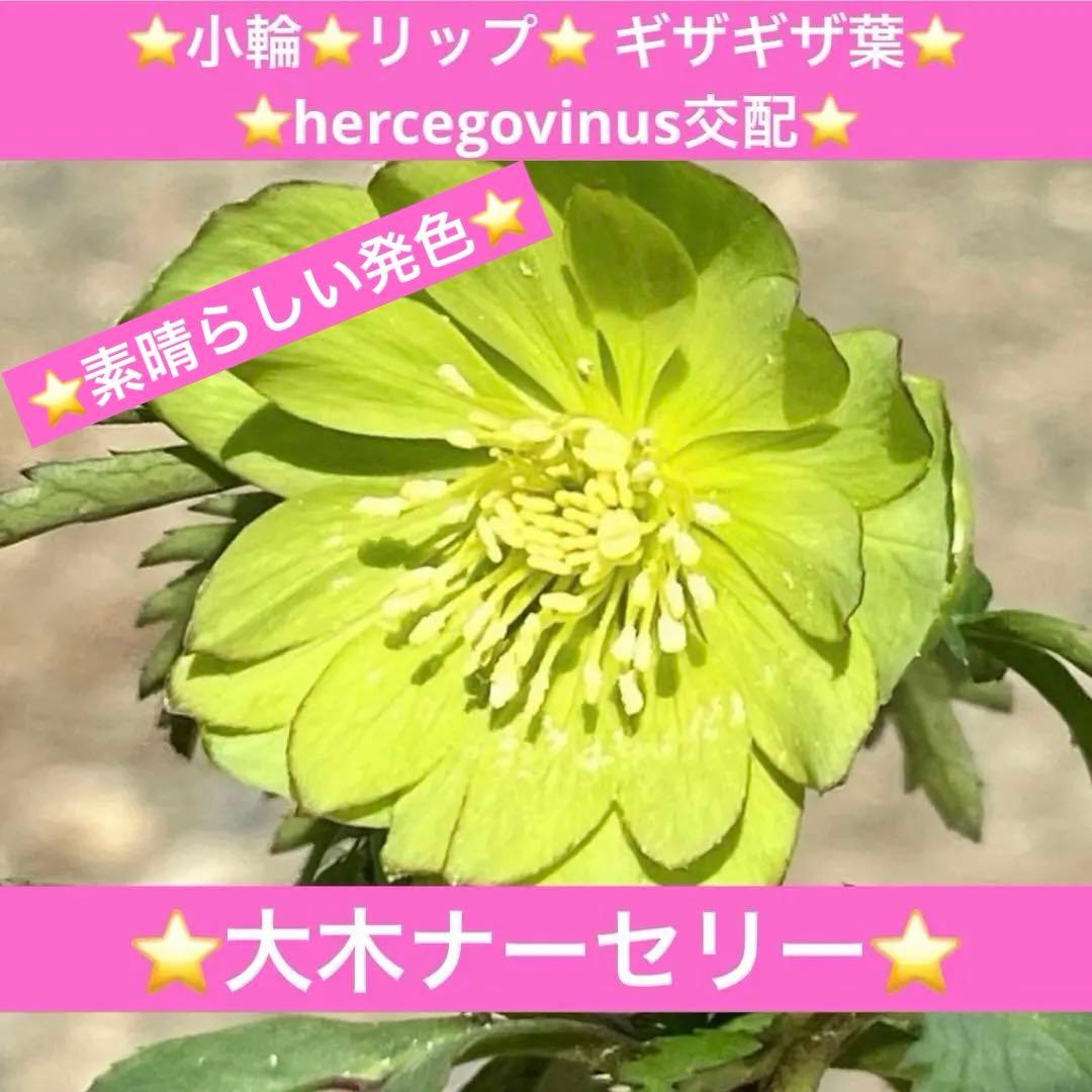 の*ん様 3307⭐️小輪⭐️リップ⭐️hercegovinus交配⭐️ギザギザ