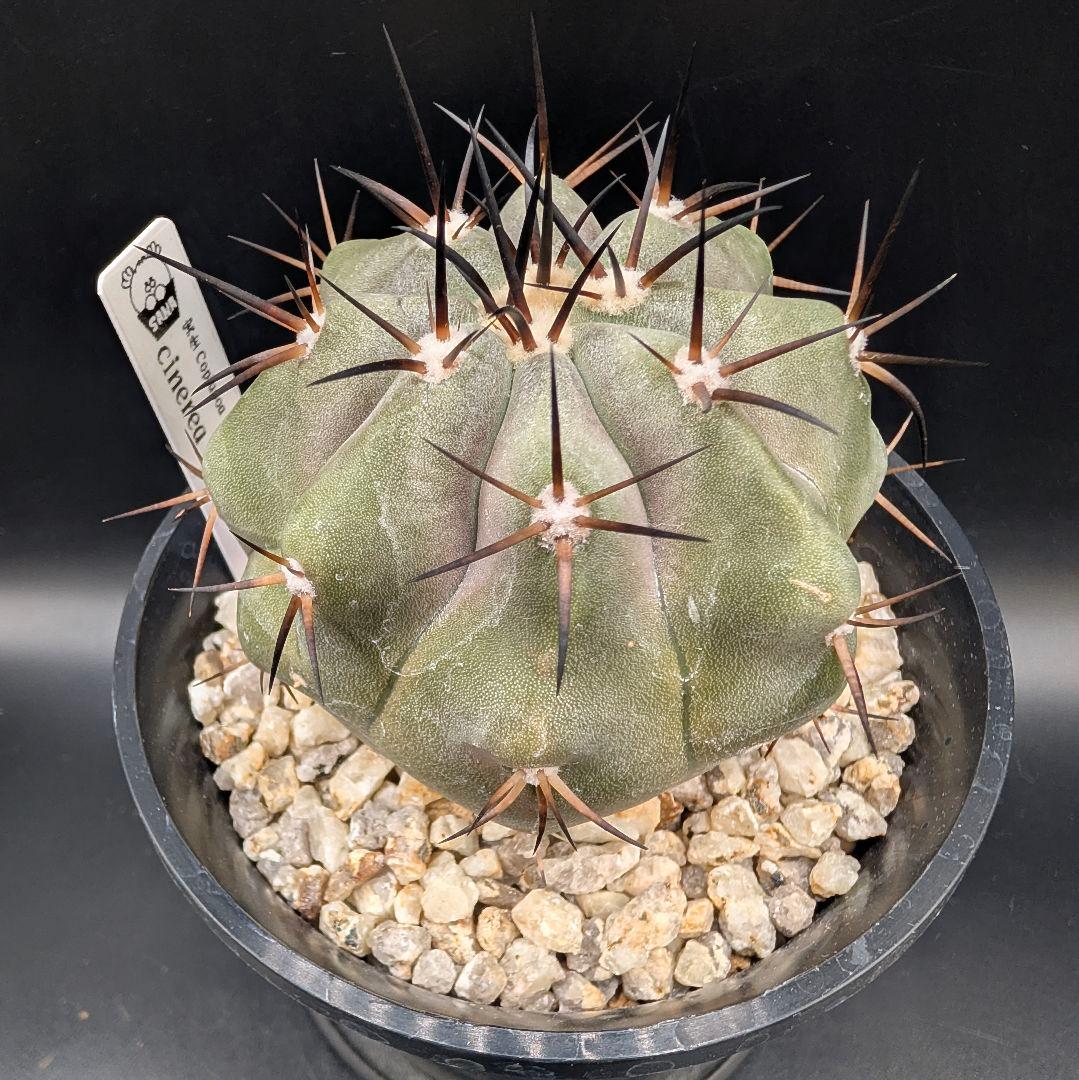 1*o様 コピアポア 黒王丸 国内実生 鉢植え メルカリ便送料込み