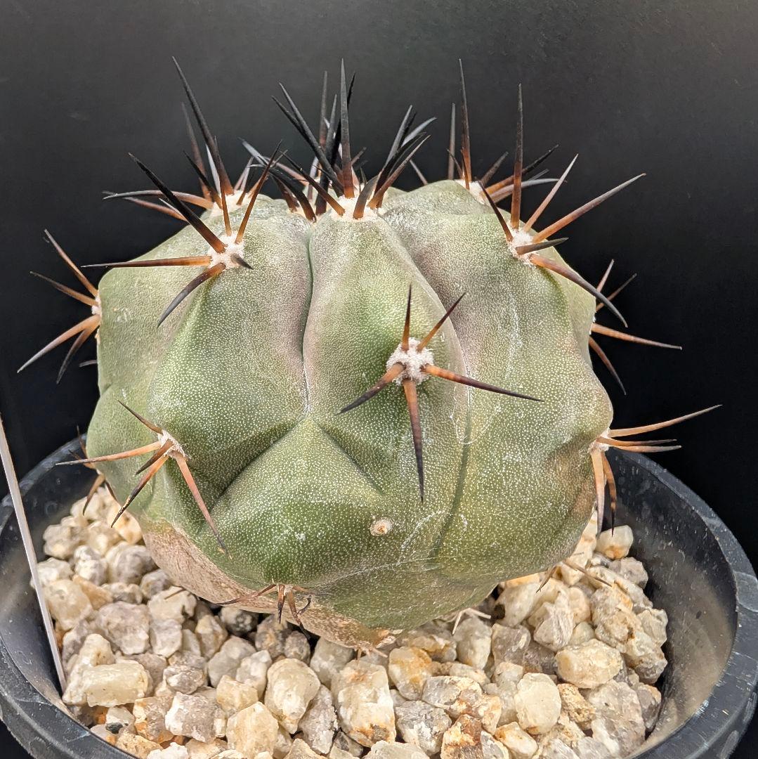 1*o様 コピアポア 黒王丸 国内実生 鉢植え メルカリ便送料込み