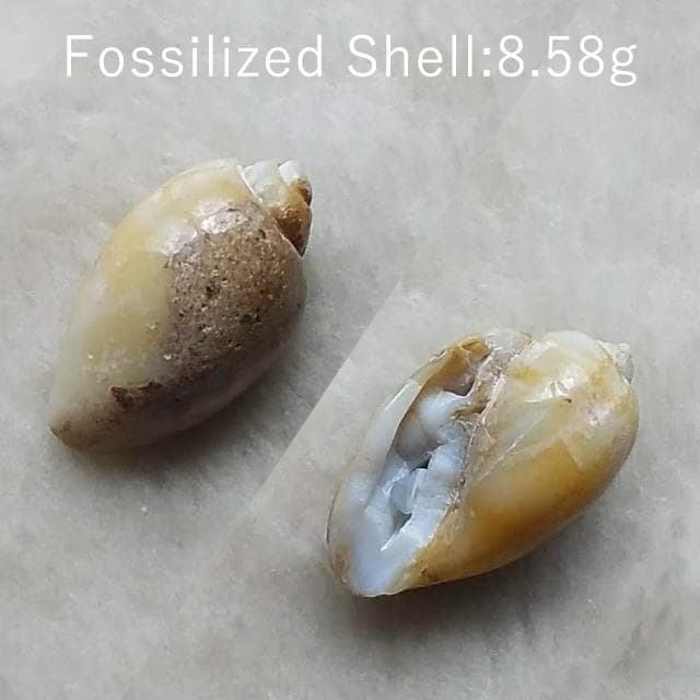 8.58g　貝化石　仮晶アゲート　インド産　置換タイプ　化石　アゲートシェル