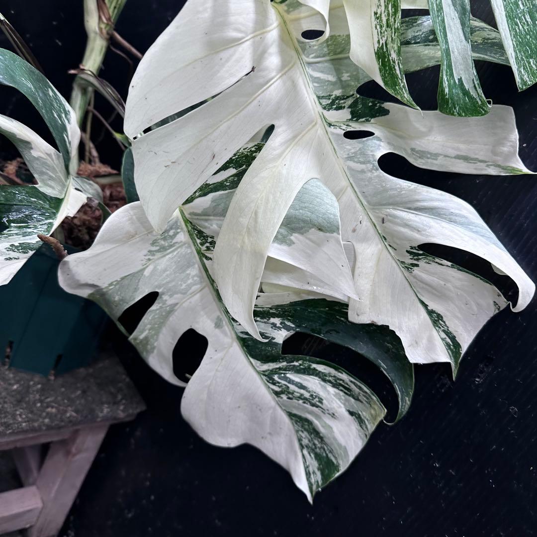 斑入りモンステラ ホワイトタイガー極美大株74cm白斑多