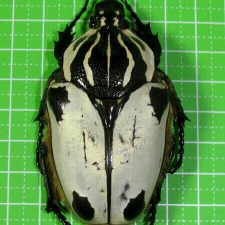 カメルーン産 クワドリマキュラトス ゴライアス70mm