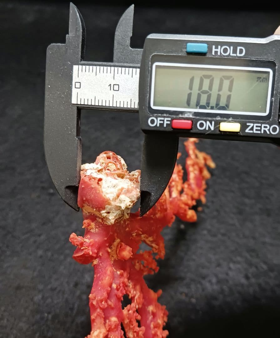 Y2678-2 国産赤珊瑚原木 血赤珊瑚 総重量49.8g 太軸