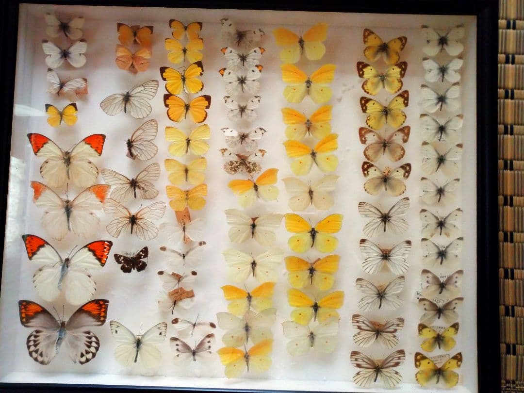 蝶々の標本