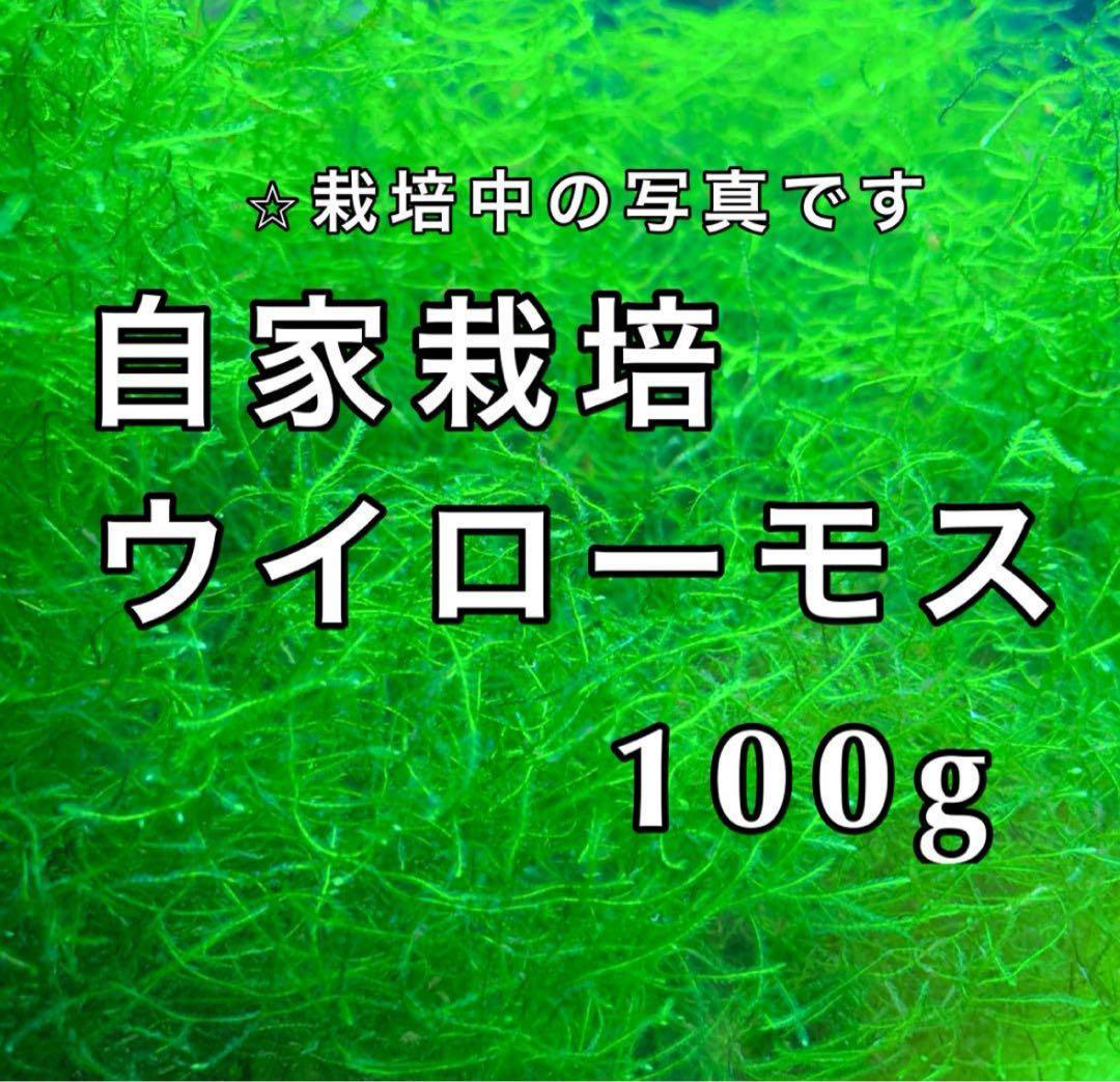 ウィローモス　100g 水草　無農薬