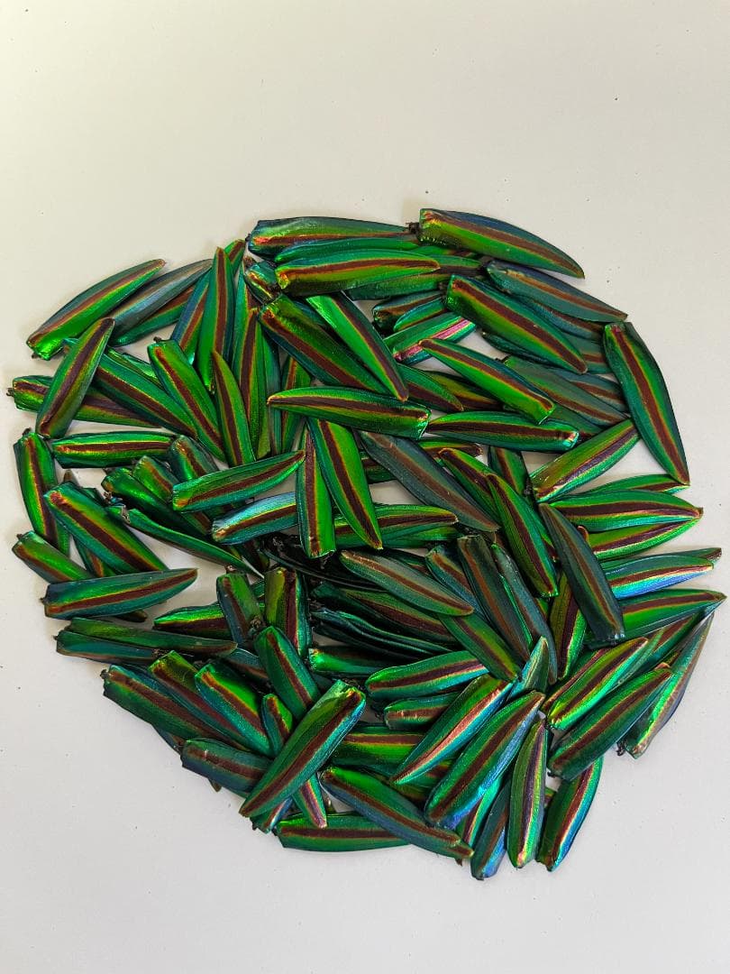 ヤマトタマムシ　上翅159枚