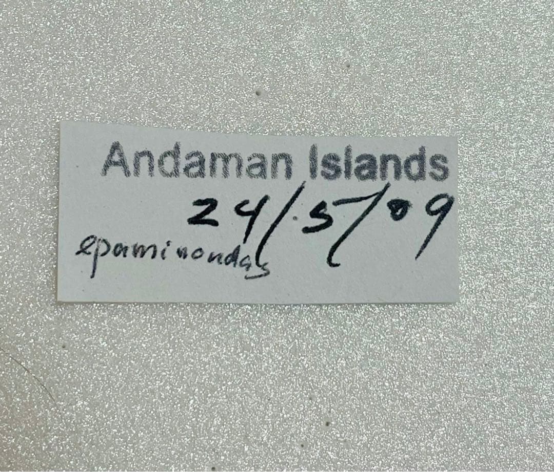 エパミノンダス（1オス・アンダマン島）