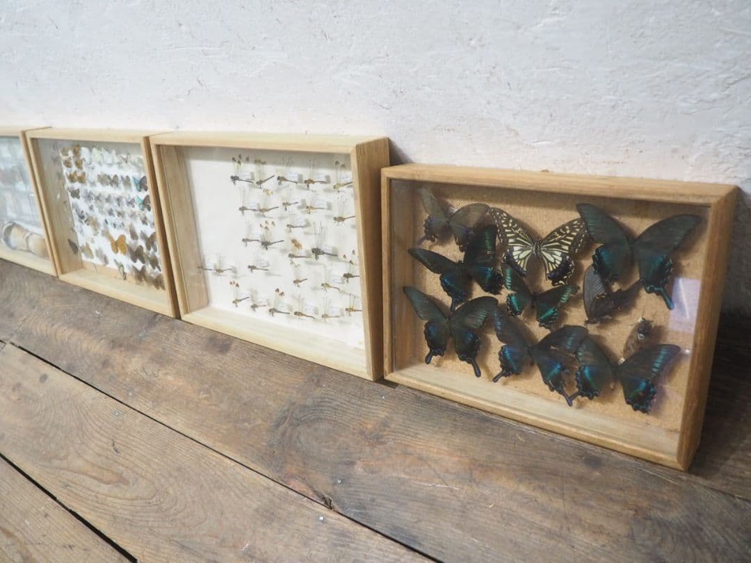 1391 ③蓋付 標本ケース(小1、大3)4個セット　貝殻　蝶々　トンボ　資料