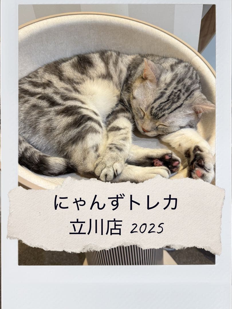 【バラ売り可】にゃんずトレカ立川店 2025