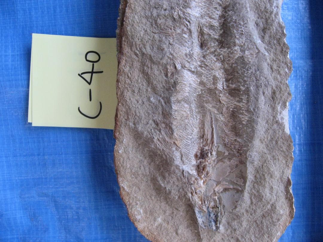 化石　C-40　C-30　C-17