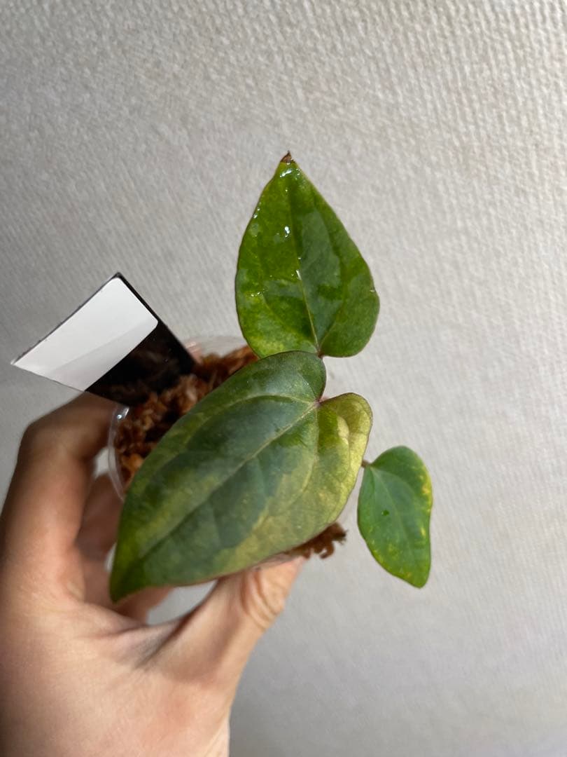 R*0様 Anthurium AOS✖️RVDP斑入り