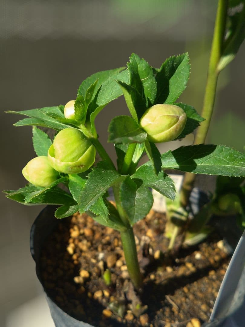 クリスマスローズ　毬姫　Sdピコ