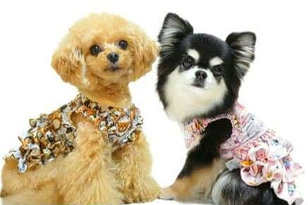 A　XS4点セット+クッション　サーカスサーカスCIRCUSCIRCUS