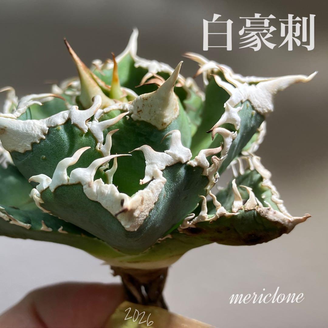 渡*志様 【初売りオークション】73 超選抜　太棘　アガベ　チタノタ　白豪刺　T