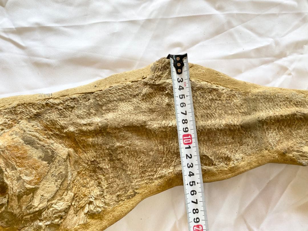 ブラジル産　魚の化石　重さ6.1kg 長さ64.2cm 幅17.5cm ③