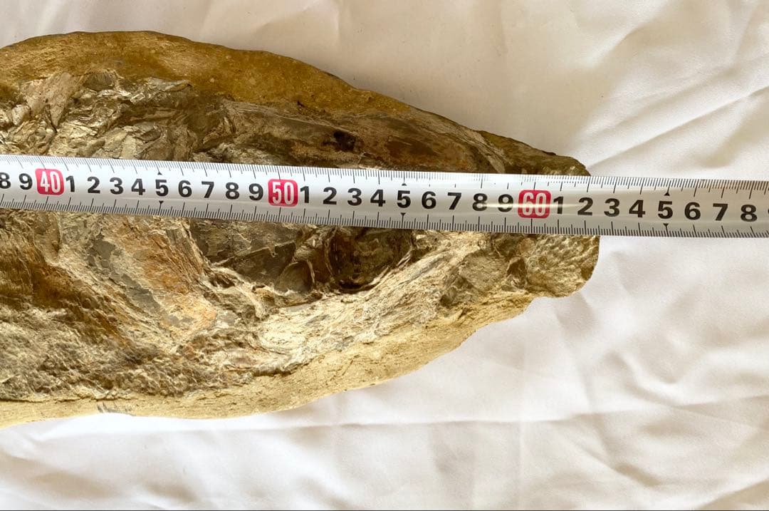 ブラジル産　魚の化石　重さ6.1kg 長さ64.2cm 幅17.5cm ③
