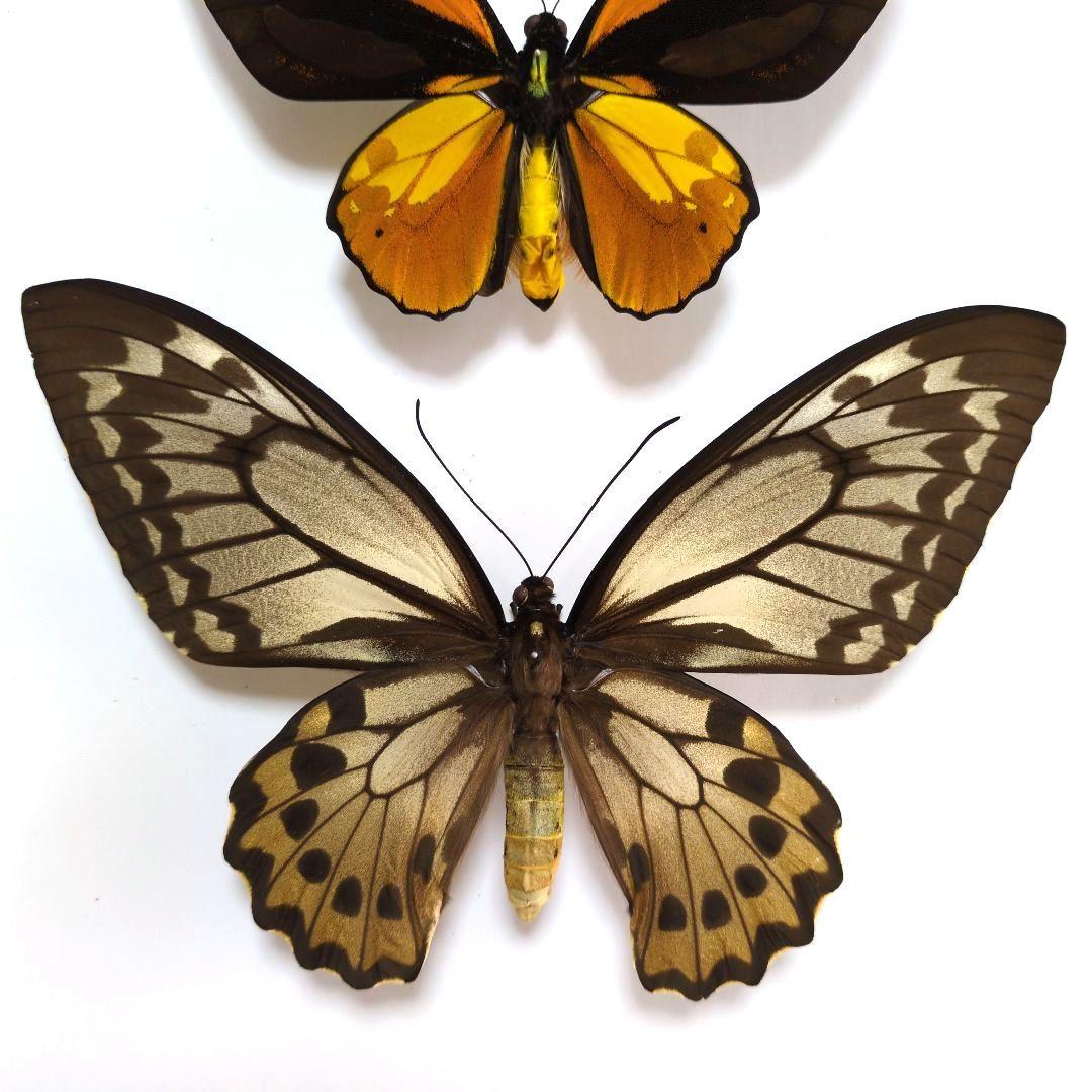 蝶標本　アカメガネトリバネアゲハ　ペア