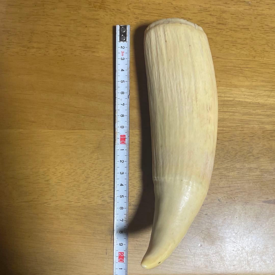 鯨の歯 約20cm 約440g クジラの歯
