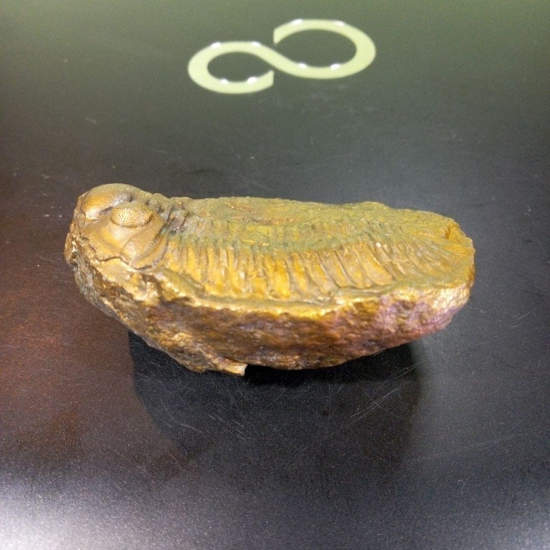 三葉虫　化石　fossil　ボリビア産　レア　Fossil管理③