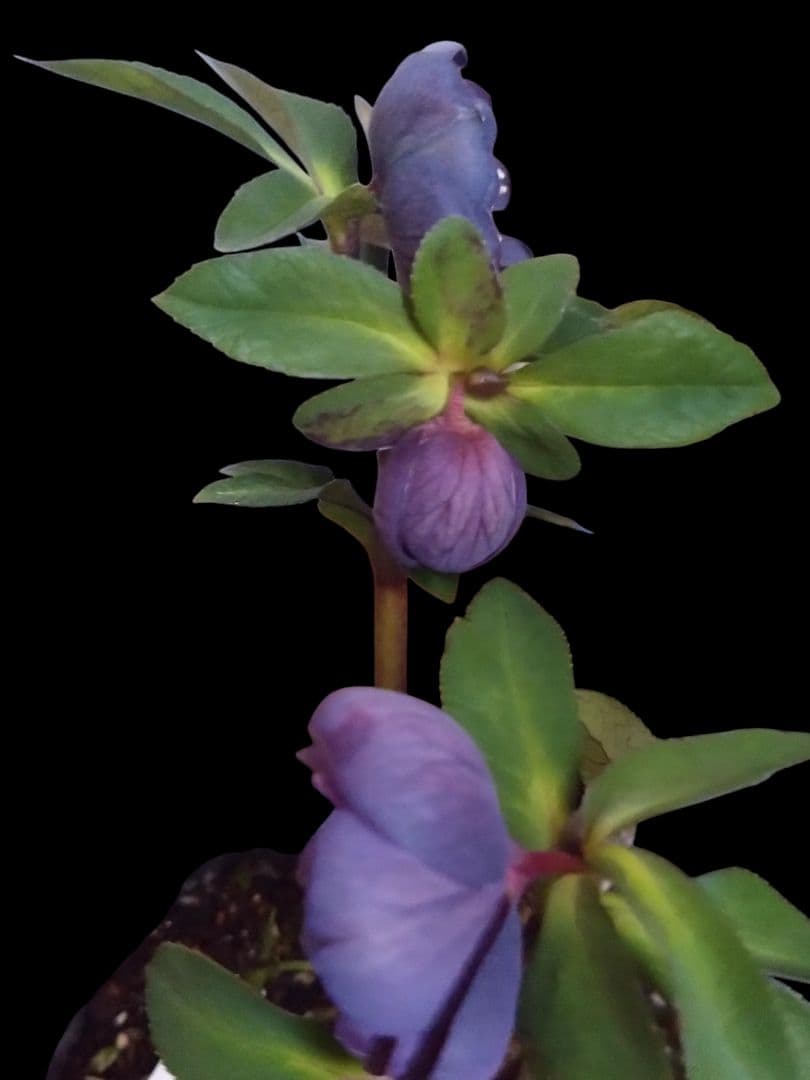 クリスマスローズ　ブルーパープルPowder