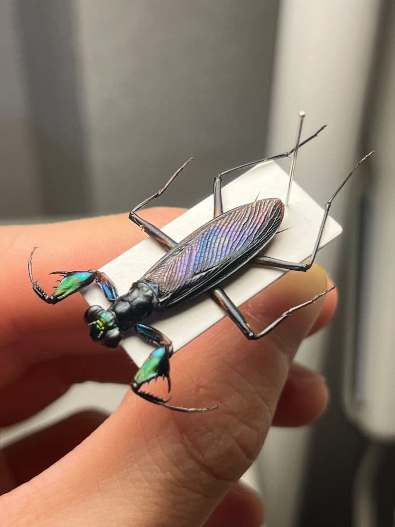 【標本】ケンランカマキリ スパイダーマンティスレッドローチショウジョウバエ