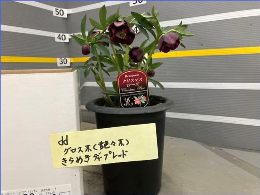 ☆クリスマスローズ☆ブラック　きらめきディープレッド☆6号鉢☆