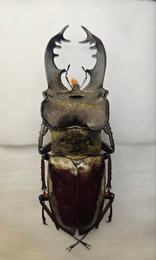 【標本】ボンバーヘッド 北海道産ミヤマクワガタ 昆虫標本