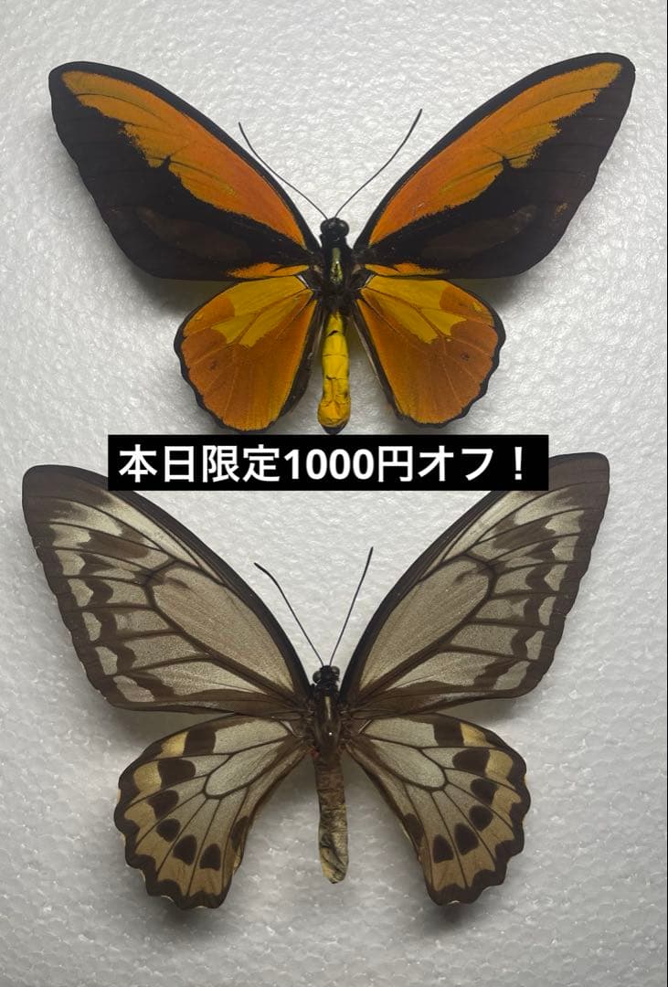 外国産昆虫標本　蝶　アカメガネトリバネアゲハ2