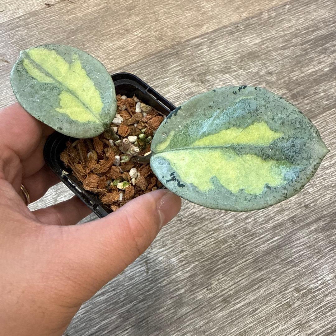 g*a様 レア　希少　ホヤ　カルノーサ　アルゲンティア　プリンセス