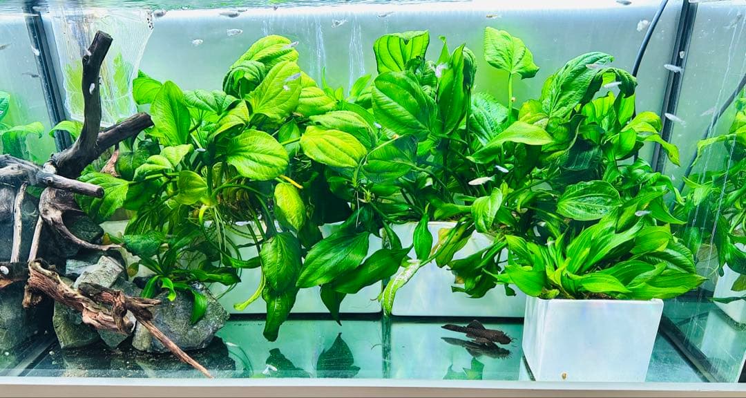 水草　エキノドルス・サターン　2株　30cm 鮮やかなグリーン