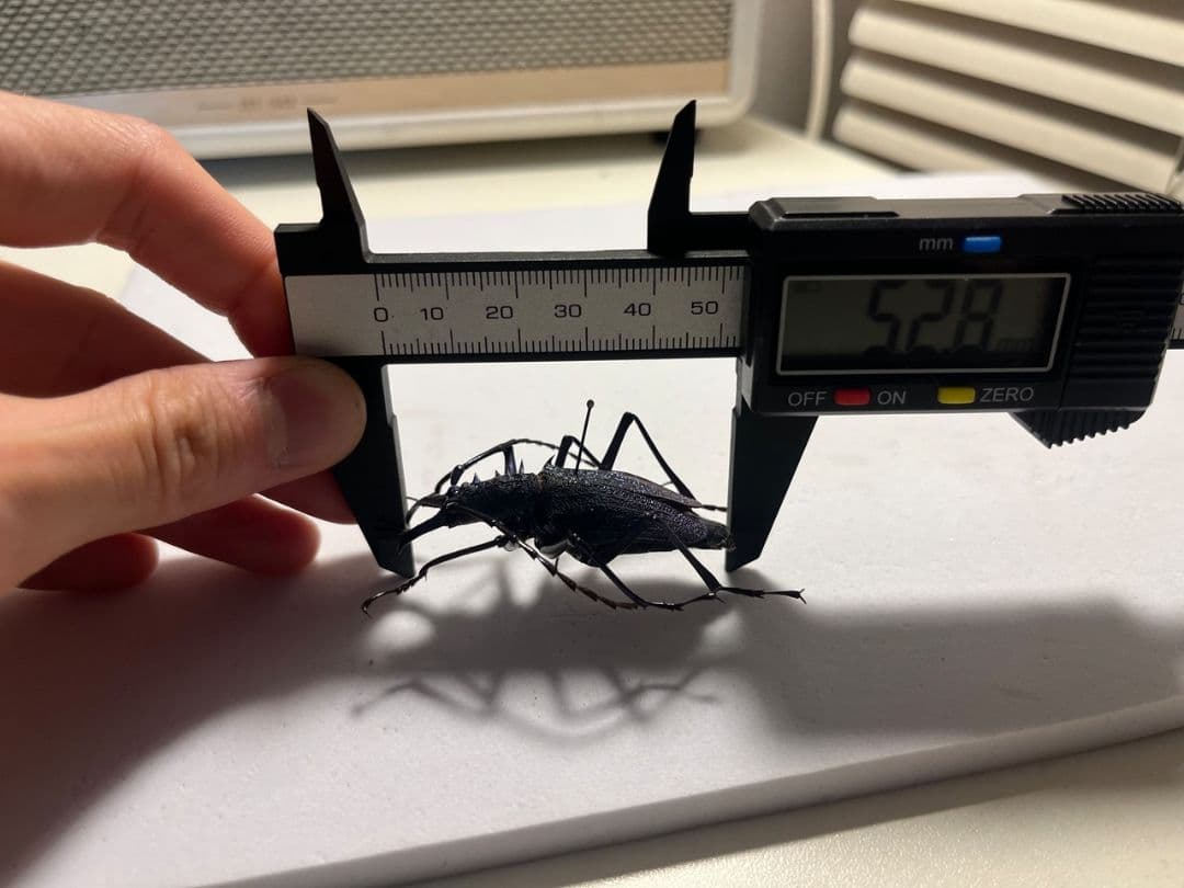 【B品BLUE】ルリオニカミキリ ムラサキオニノコギリカミキリ 　昆虫標本