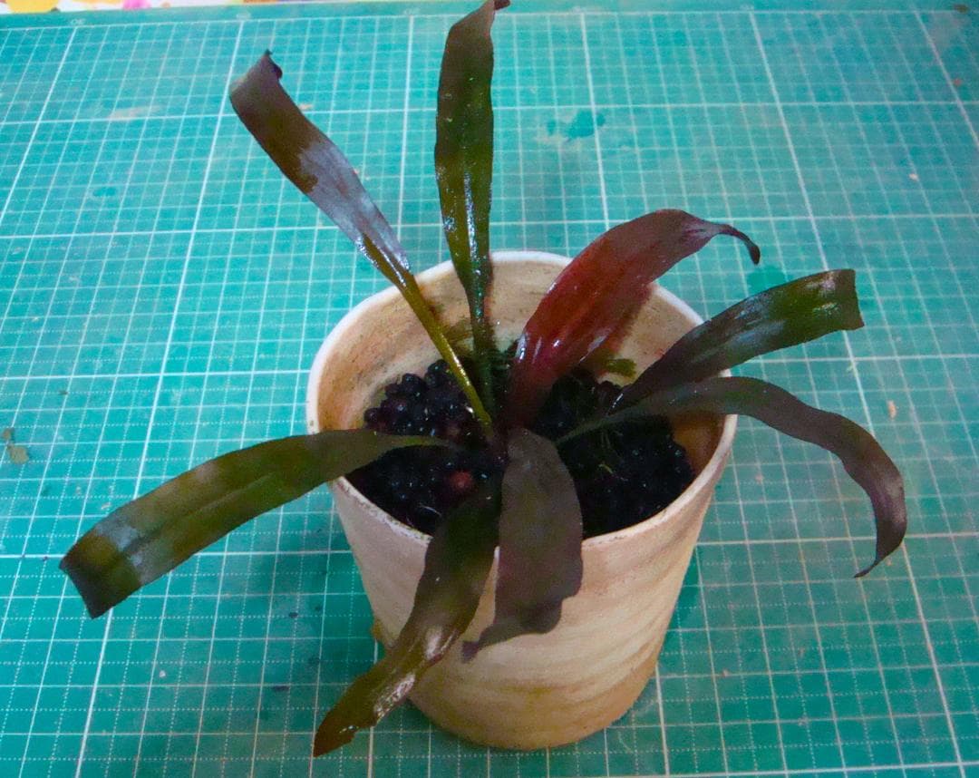 せ*つ様 エキノドルス ホレマニー スーパーレッド