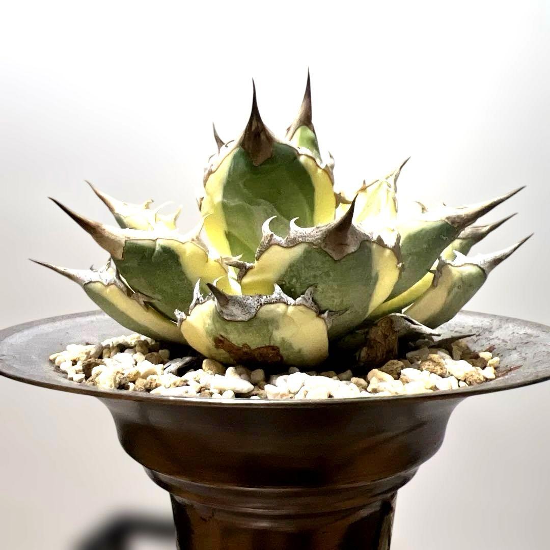 アガベ 鉢植発送 ドラゴンアガベ 暴牙 M&M鉢付　販売証明完備