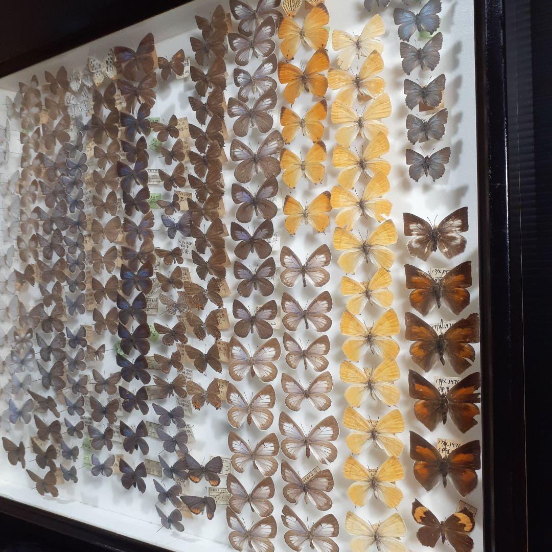 蝶標本　シジミチョウ22種180頭　大型ドイツ標本箱入り