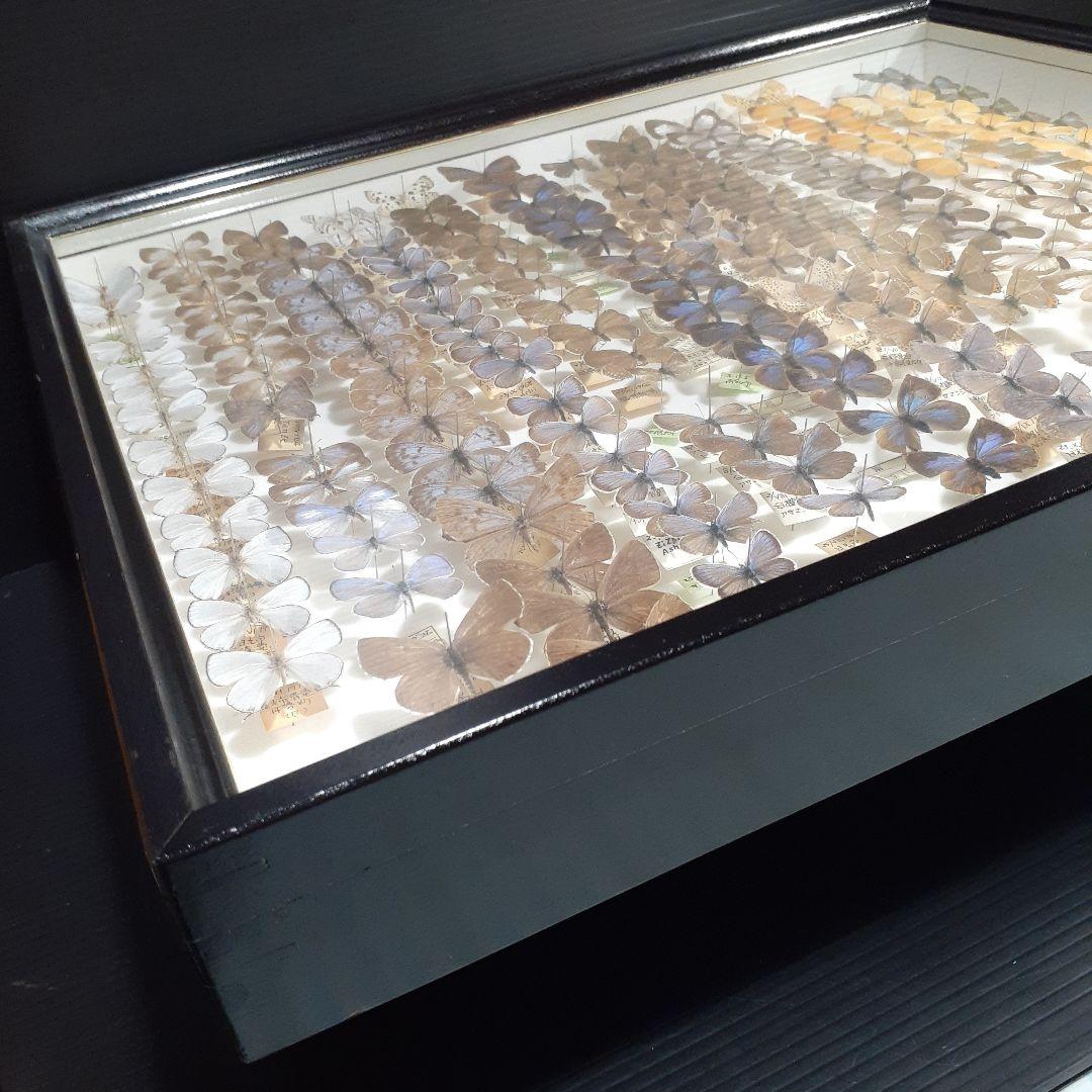 蝶標本　シジミチョウ22種180頭　大型ドイツ標本箱入り