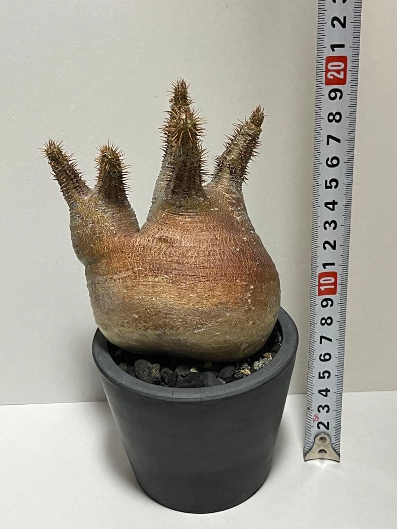 パキポディウム・グラキリス　ダブルヘッド　赤肌　緑肌　現地球