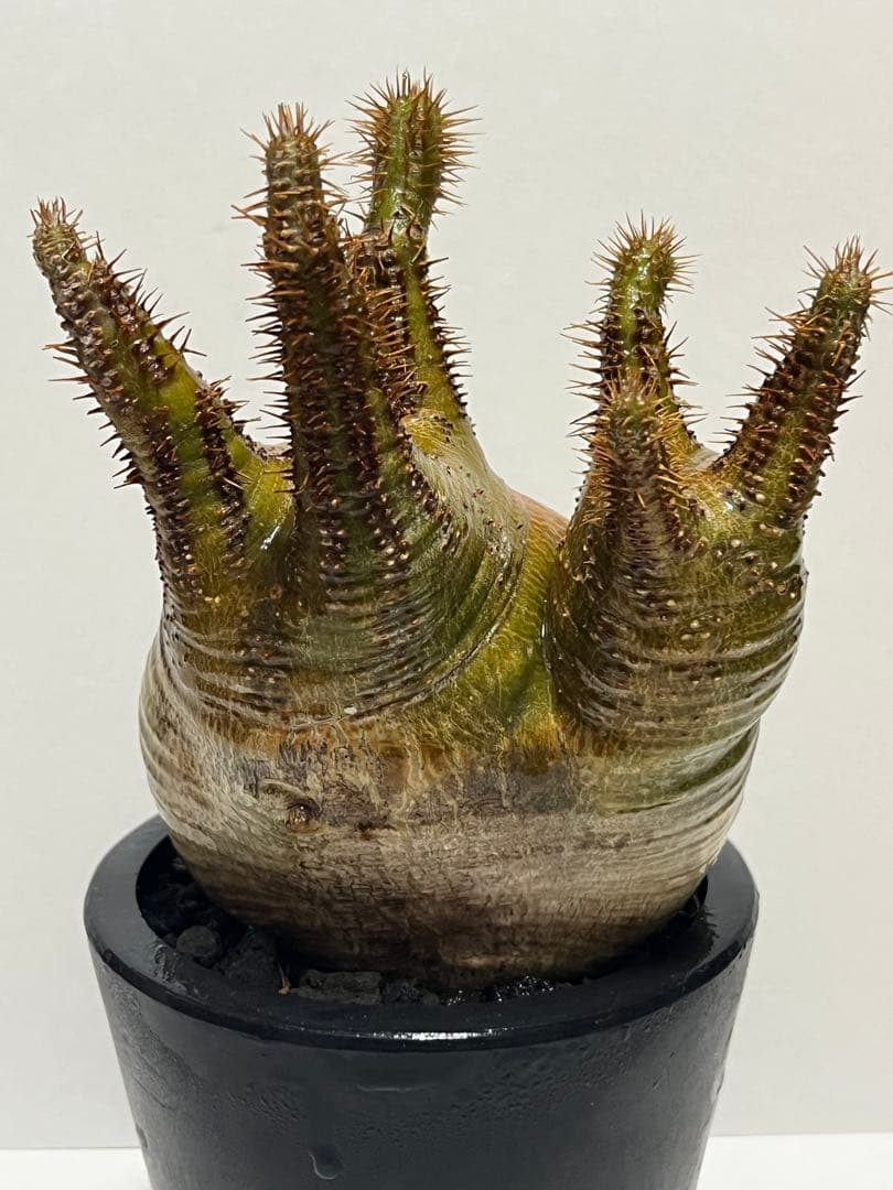 パキポディウム・グラキリス　ダブルヘッド　赤肌　緑肌　現地球