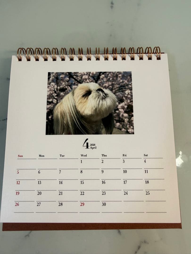 シーズーちくわの卓上カレンダー【オリジナル】