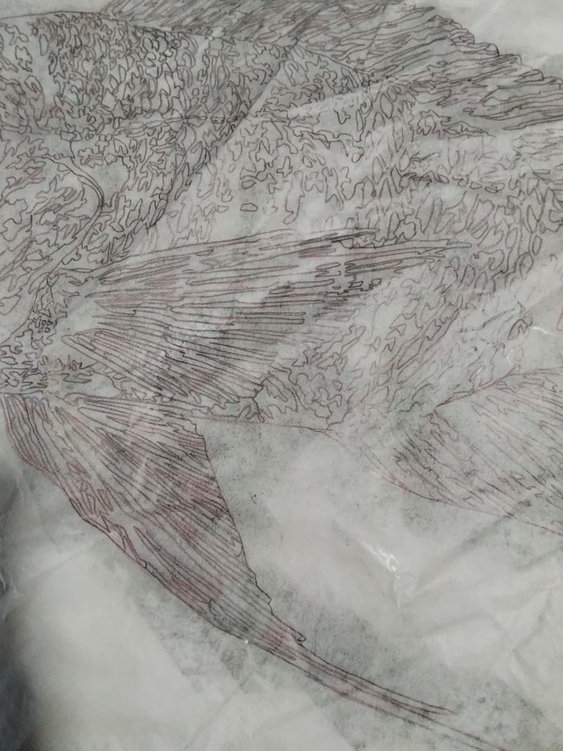 ヒロヤマガタ　巨匠真作魚直筆ドローイング鉛筆木炭画5号額無し保証書あり