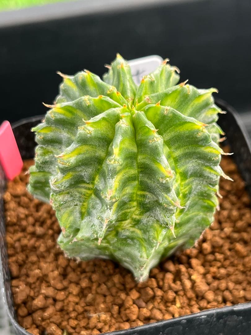 ユーフォルビア　ホリダ錦　総柄濃黄班