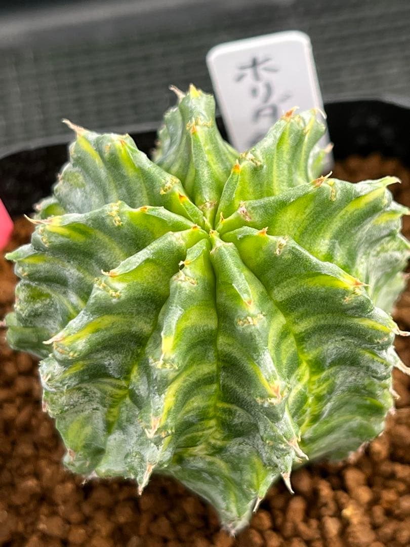 ユーフォルビア　ホリダ錦　総柄濃黄班