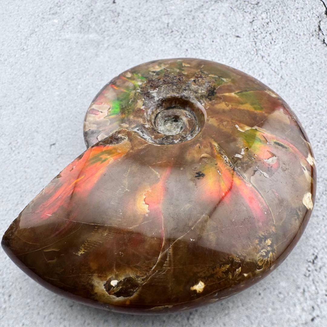 G-77天然アンモナイト原石　游色多色アンモナイト化石 天然石　コレクション標本