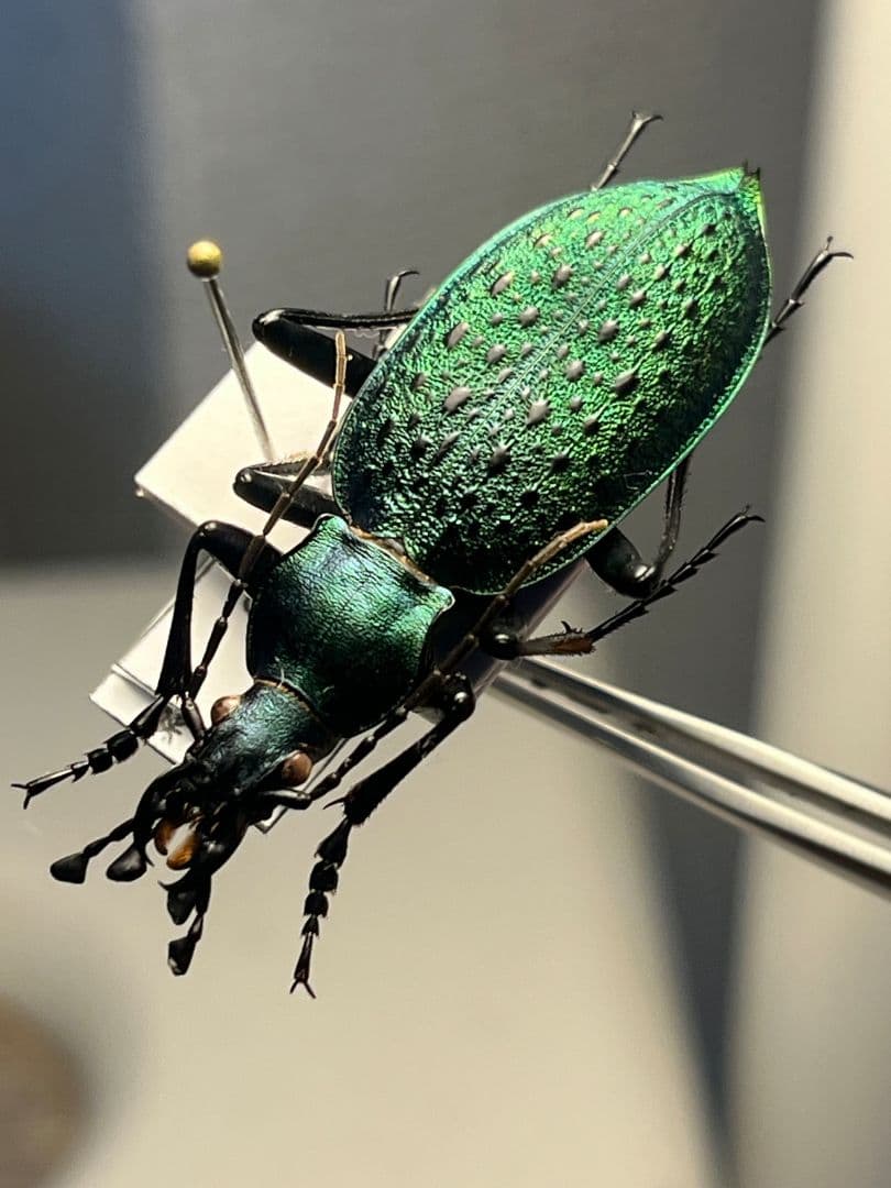 【極美個体】アオカブリモドキ オサムシ標本 オサムシ マイマイカブリ ハンミョウ