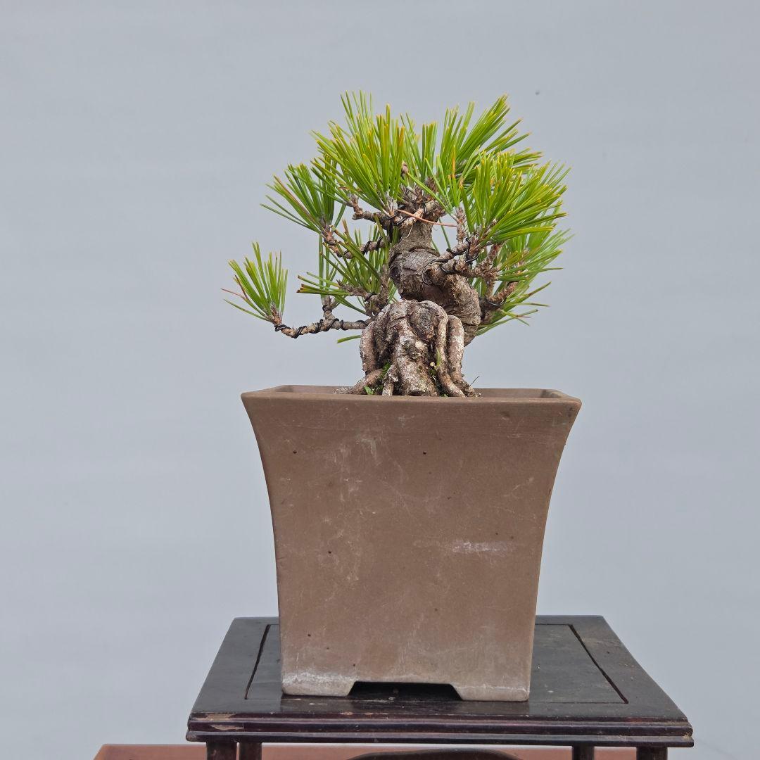 黒松ら[根上がり模様木]　小品盆栽