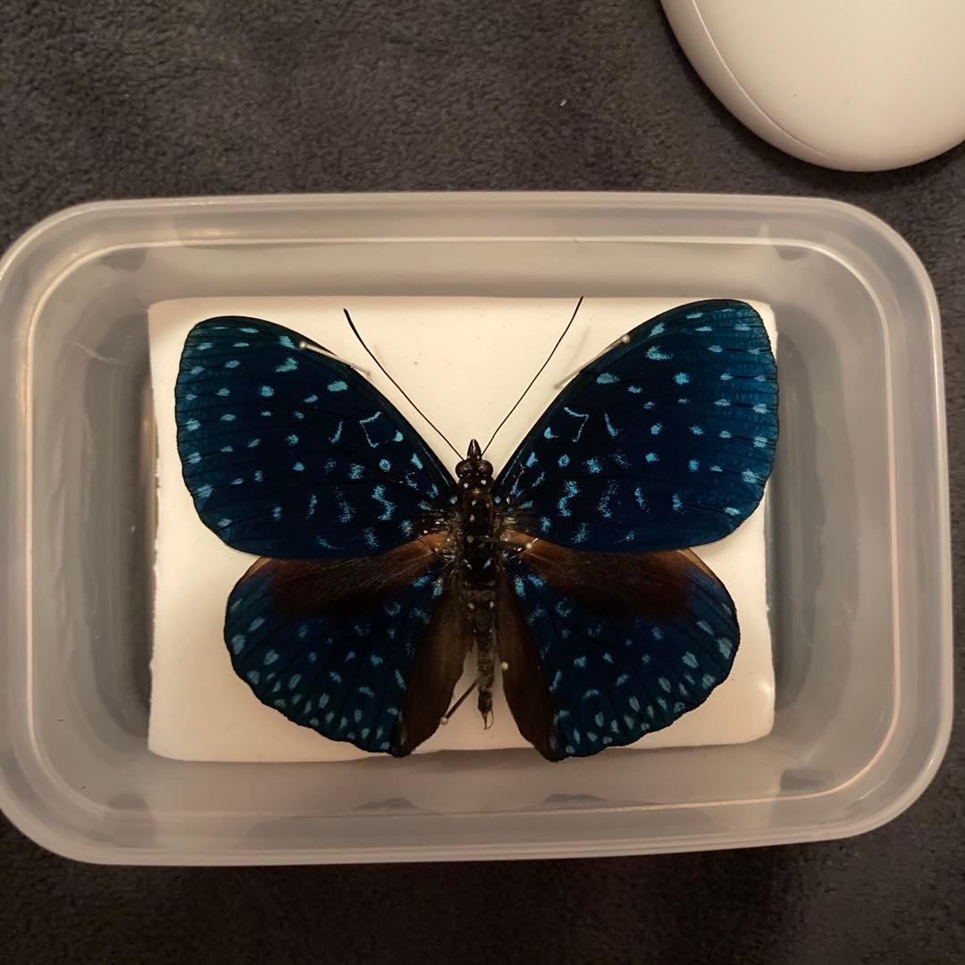 外国産蝶標本　ベルチナカスリタテハ　Hamadryas laodamia