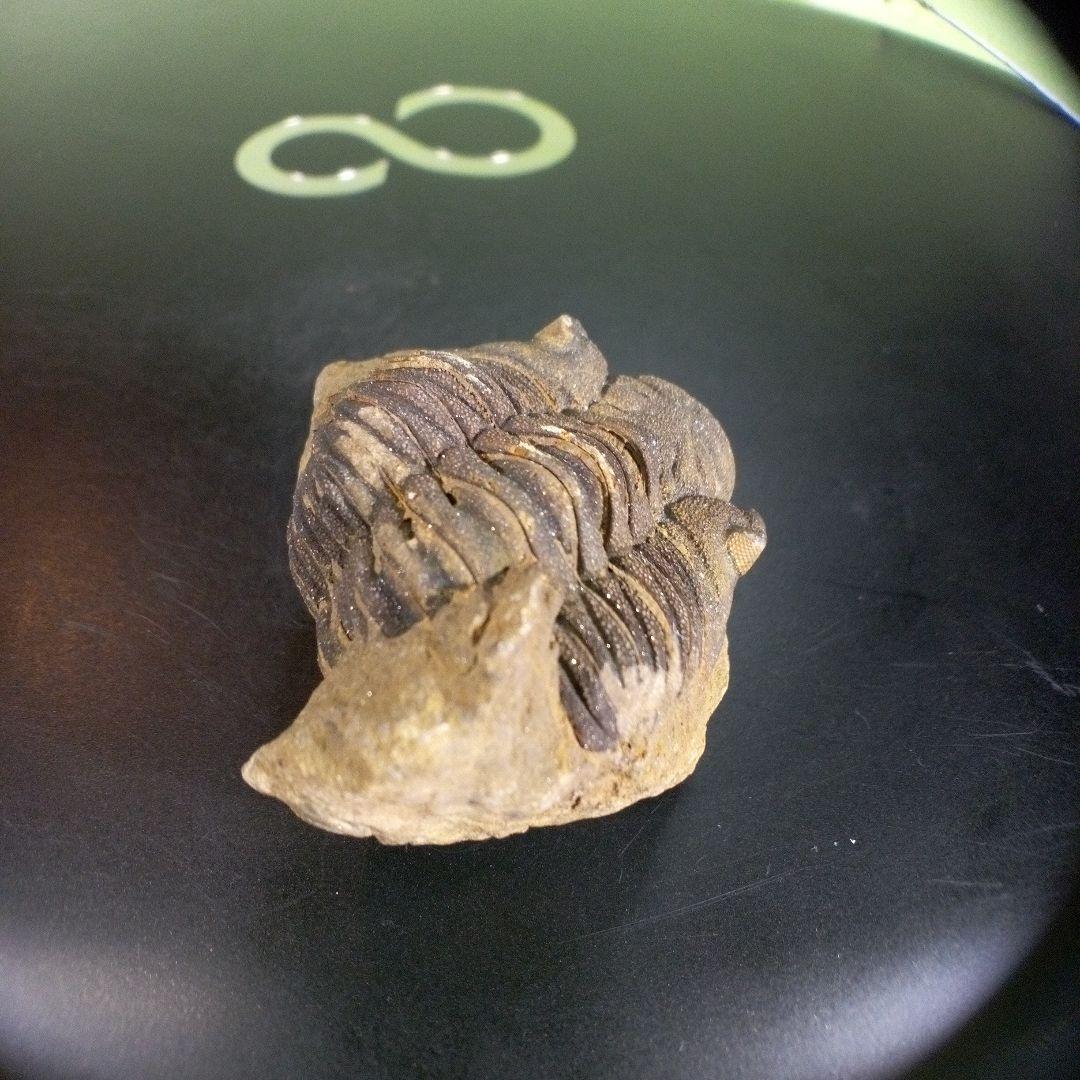 三葉虫　化石　ボリビア産　南アメリカ　trilobite　Bolivia三葉虫⑤